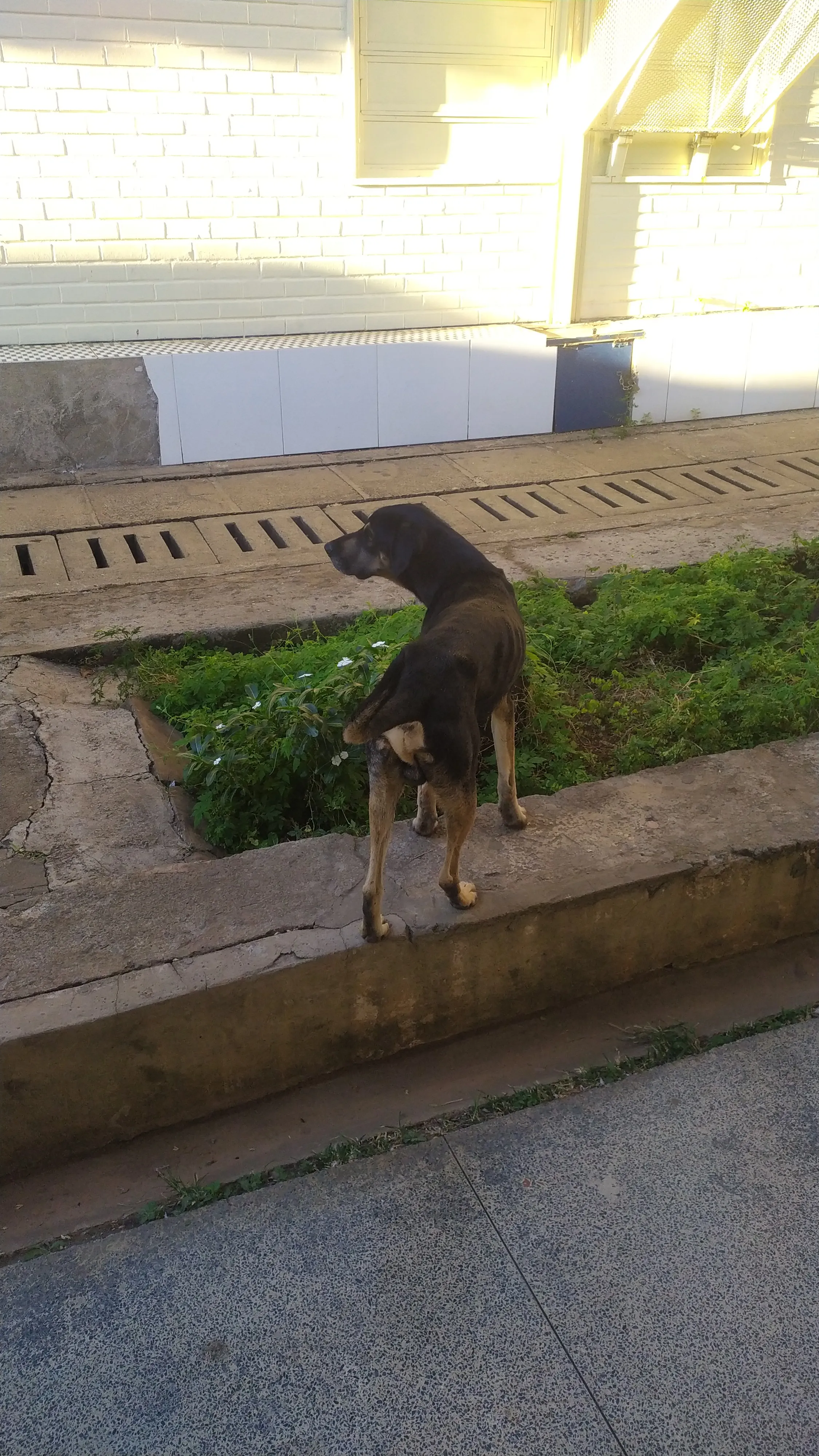 cachorro passeando nos corredores da escola